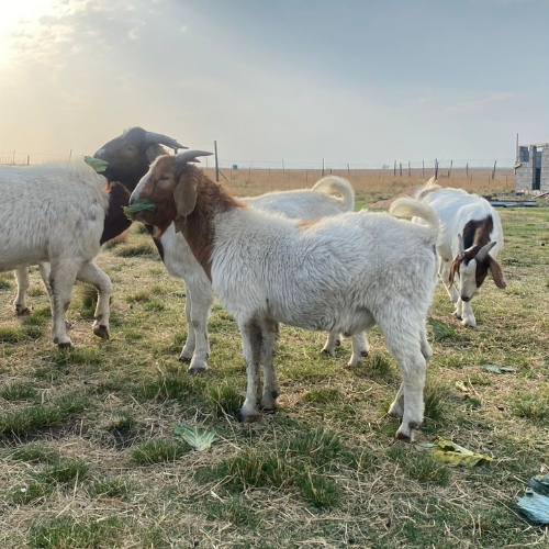 Lot 551 Sep 25