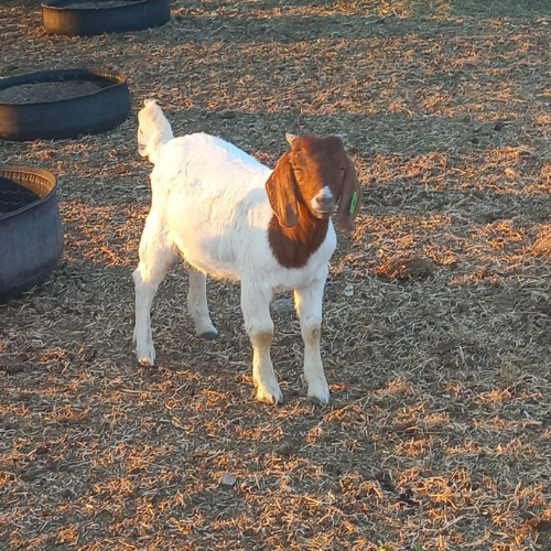Lot 55 Sep 25