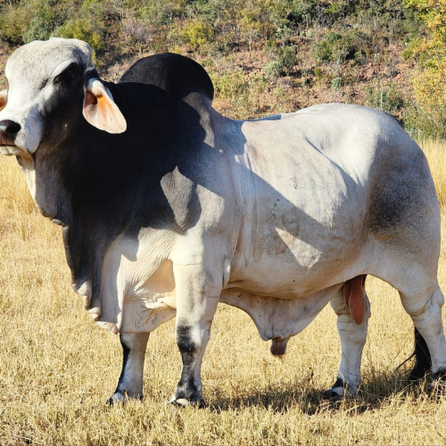 Lot 469 Sep 25