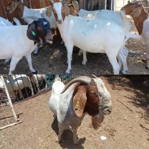 Lot 435 Oct 25