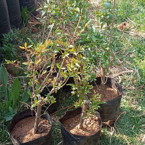 Lot 82 Oct 25