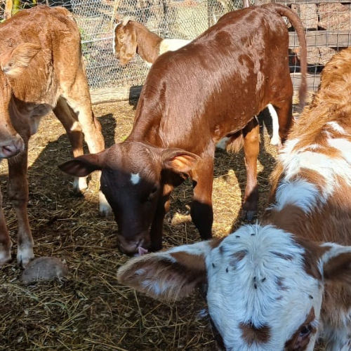 Lot 320 Oct 25