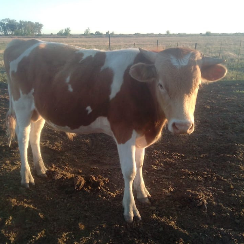 Lot 266 Oct 25