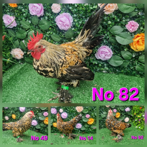 Lot 377 Nov 25