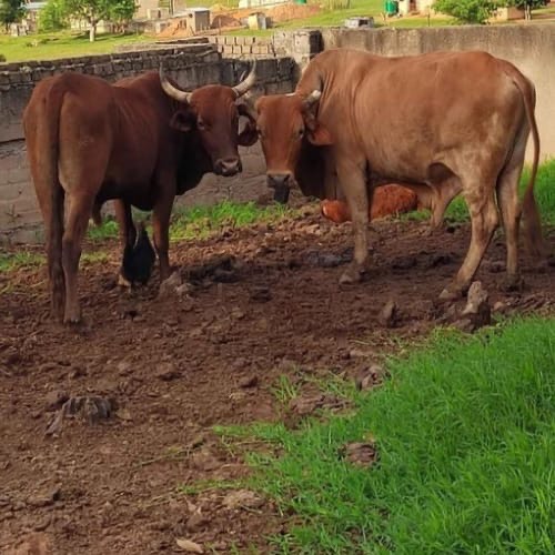 Lot 114 Dec 25