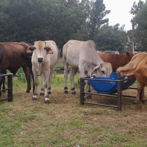 Lot 218 Dec 25