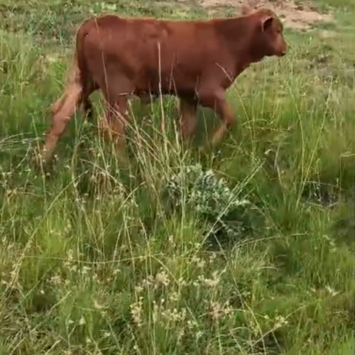 Lot 18 Jan 26