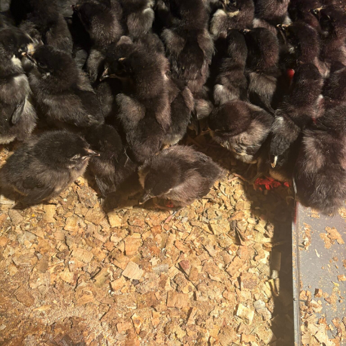 Lot 43 Jan 26
