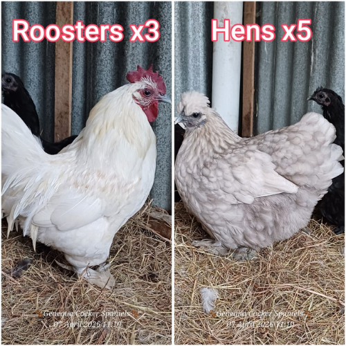 Lot 200 May 26