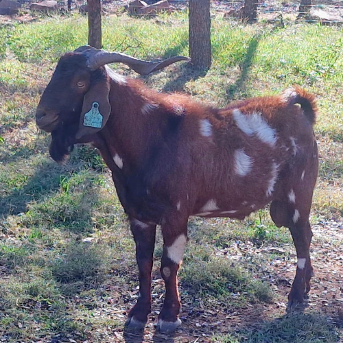 Lot 116 May 26