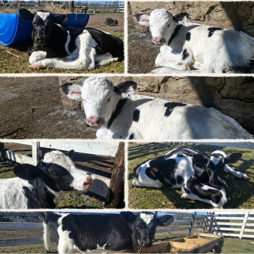 Lot 4 Jun 26