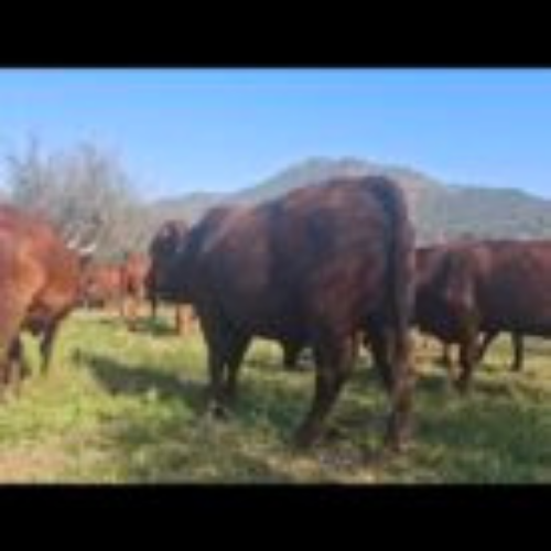 Lot 150 Jun 26