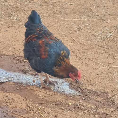 Lot 112 Jun 26