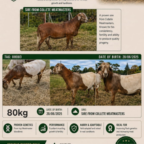 Lot 186 Jun 26