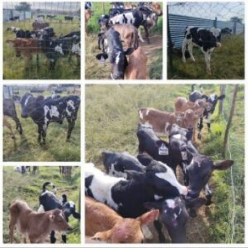 Lot 418 Jul 26