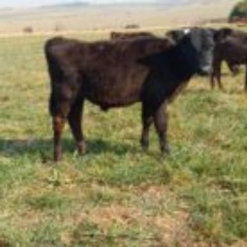 Lot 381 Jul 26