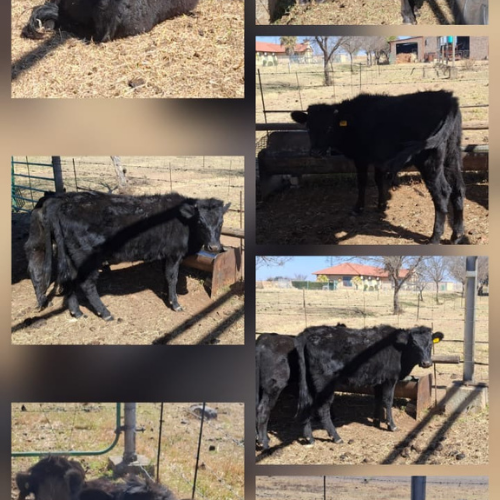 Lot 753 Aug 26