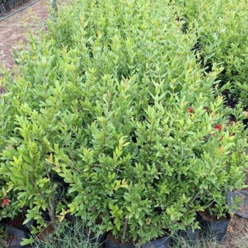 Lot 592 Aug 26
