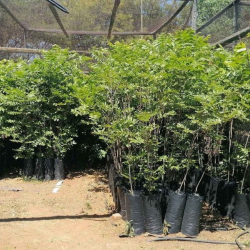 Lot 602 Aug 26