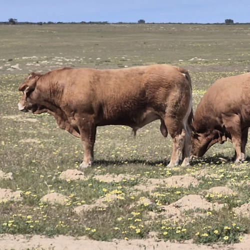 Lot 717 Aug 26