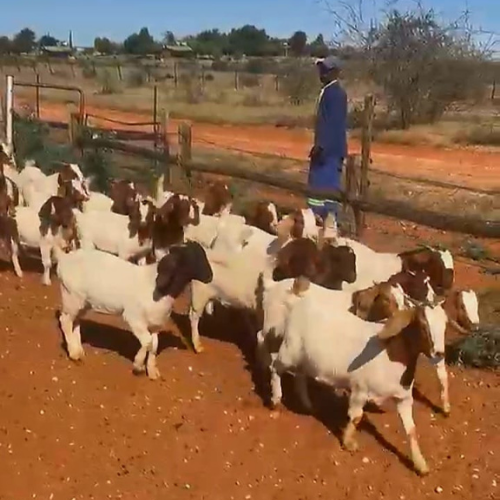 Lot 250 Sep 26