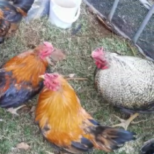 Lot 364 Sep 26