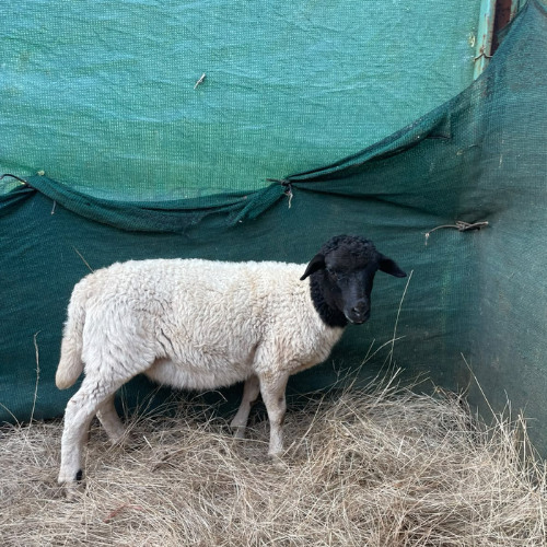 Lot 456 Sep 26